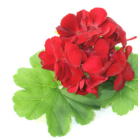 Rose Geranium 
