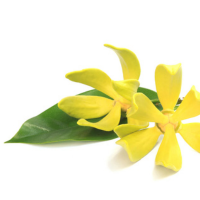 Ylang Ylang 
